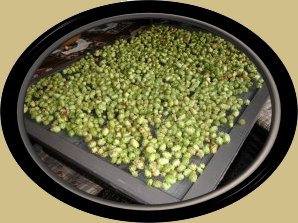 Wild Hops