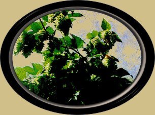 Hops